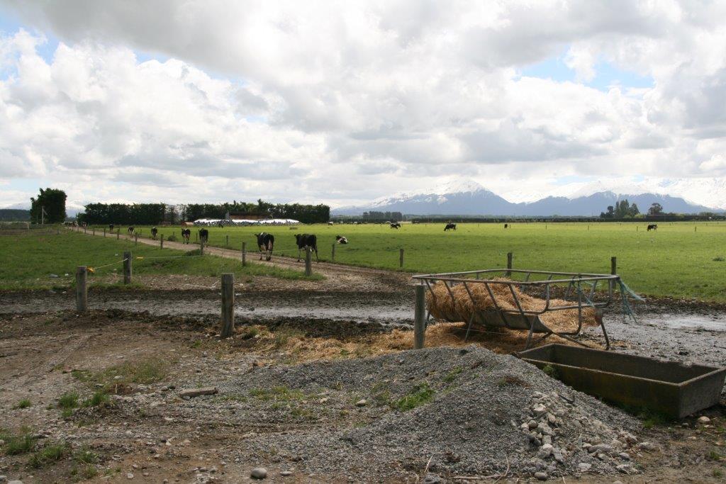 Abbildung 1 Nach dem Melken treten die Kühe wieder den weiten Weg zum Weidepaddock an.